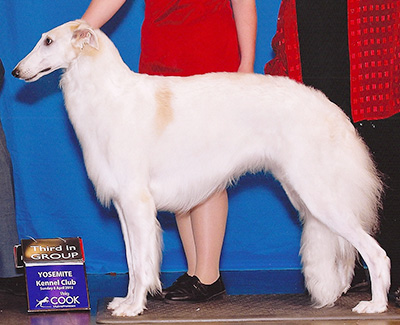 Top Best of Opposite Sex Borzoi 2012